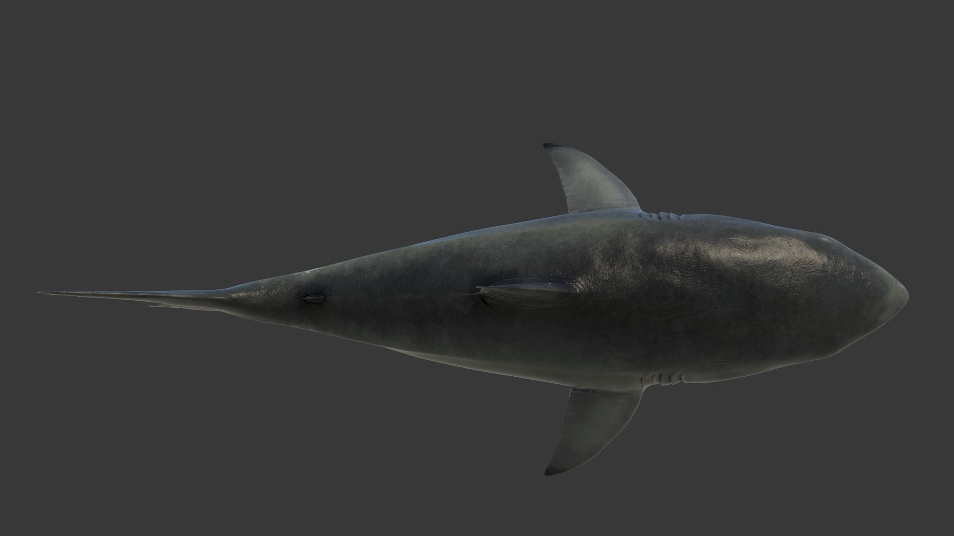 Great Shark White Rigged 3D model_11