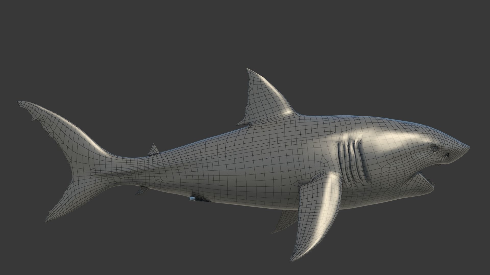 Great Shark White Rigged 3D model_14