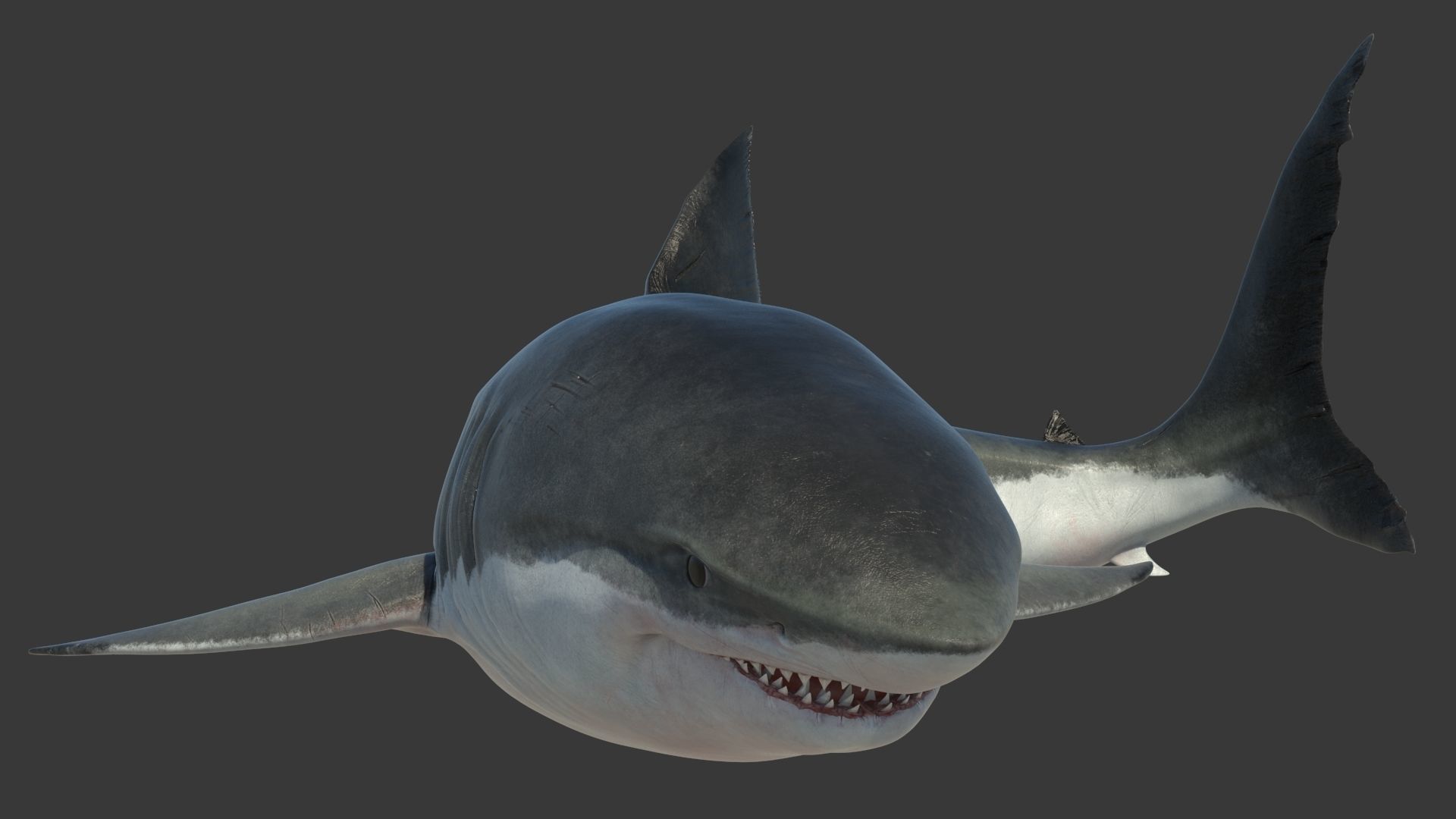 Great Shark White Rigged 3D model_1