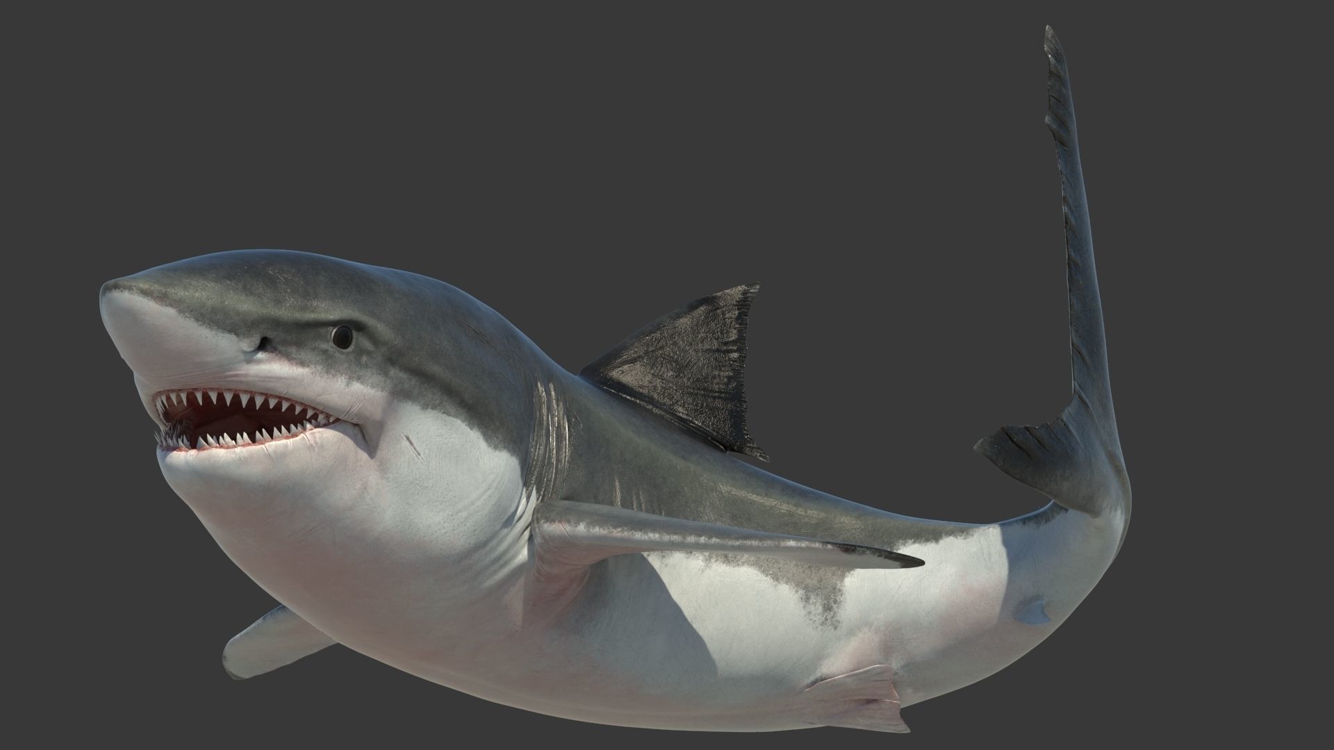 Great Shark White Rigged 3D model_8