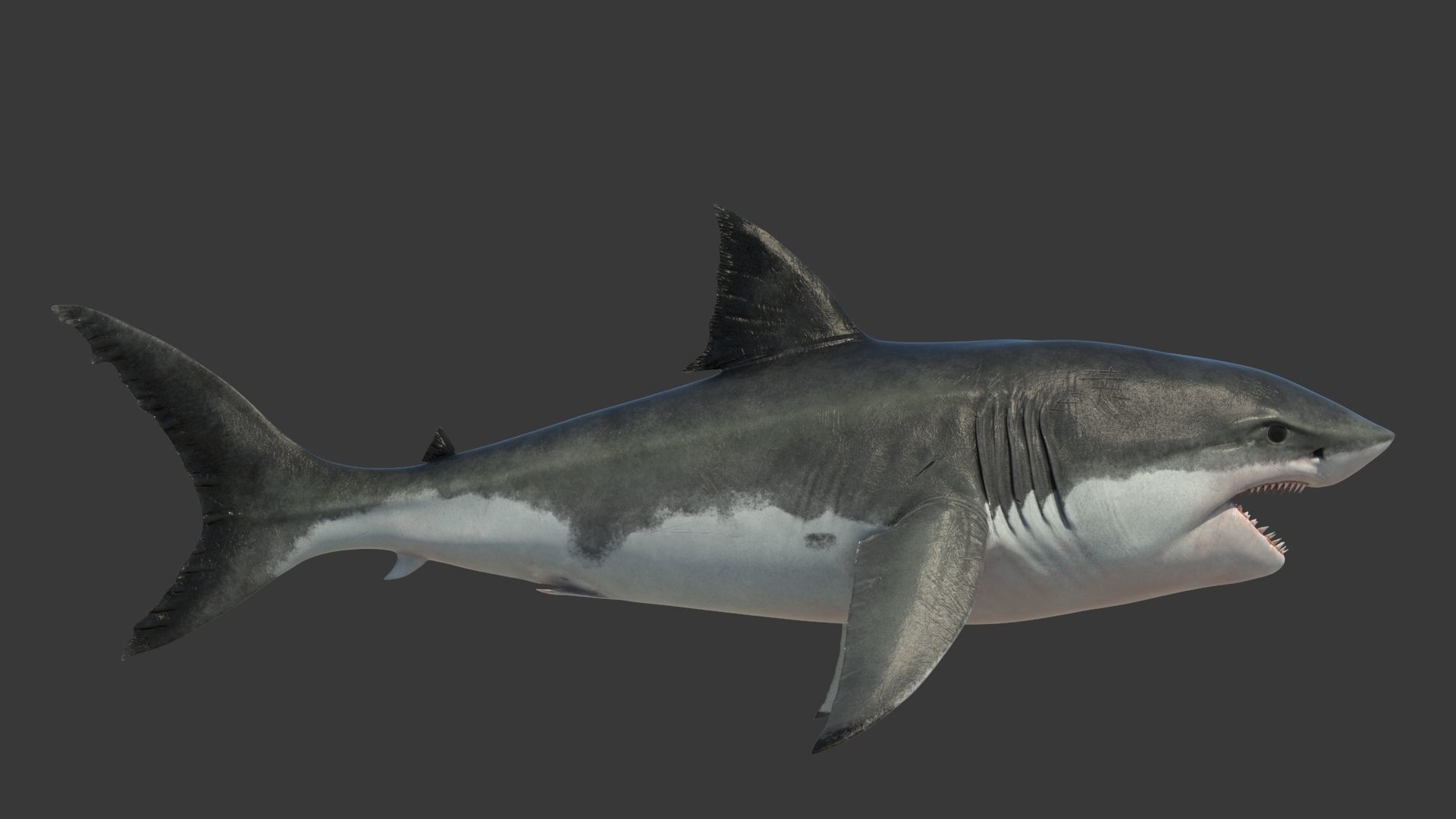 Great Shark White Rigged 3D model_13
