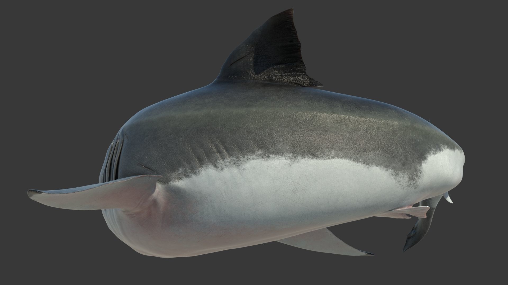 Great Shark White Rigged 3D model_10