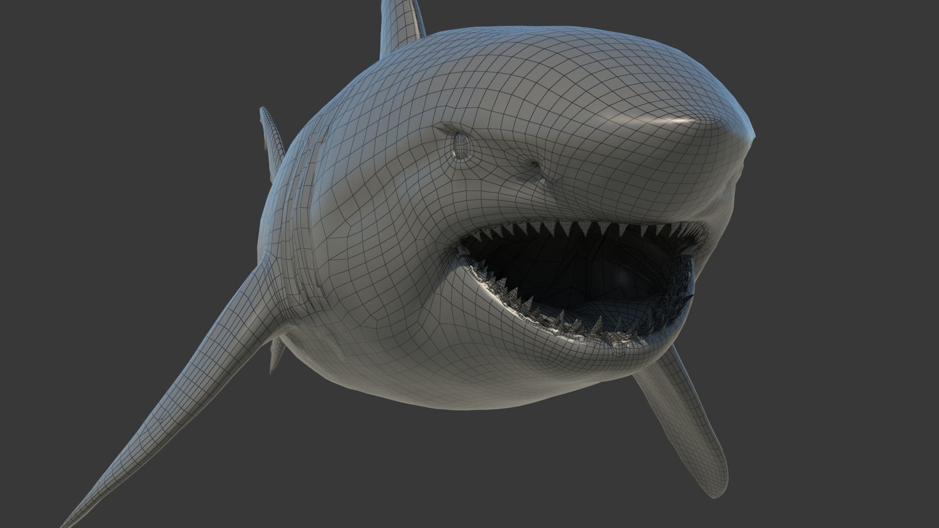 Great Shark White Rigged 3D model_15