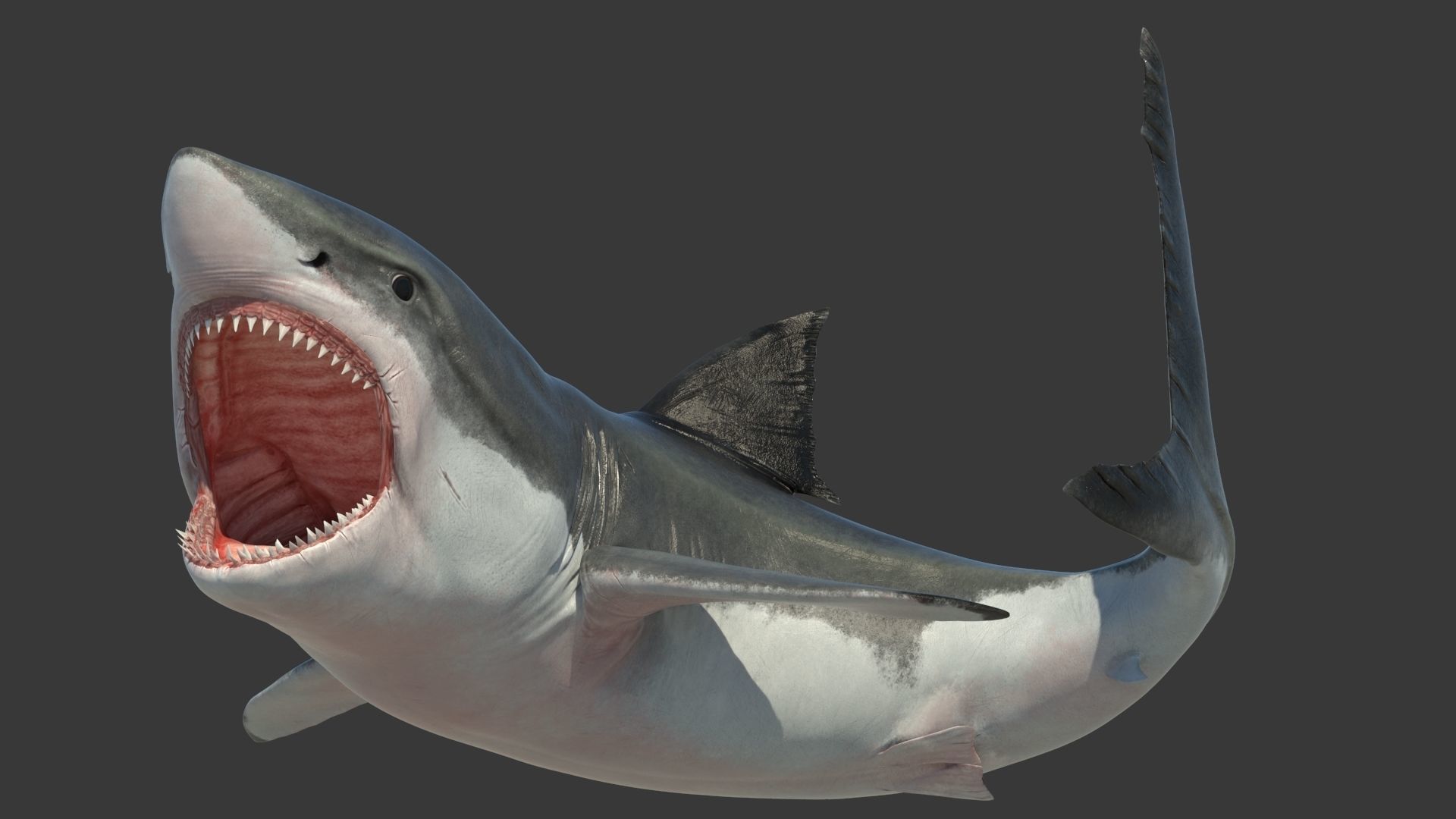 Great Shark White Rigged 3D model_7