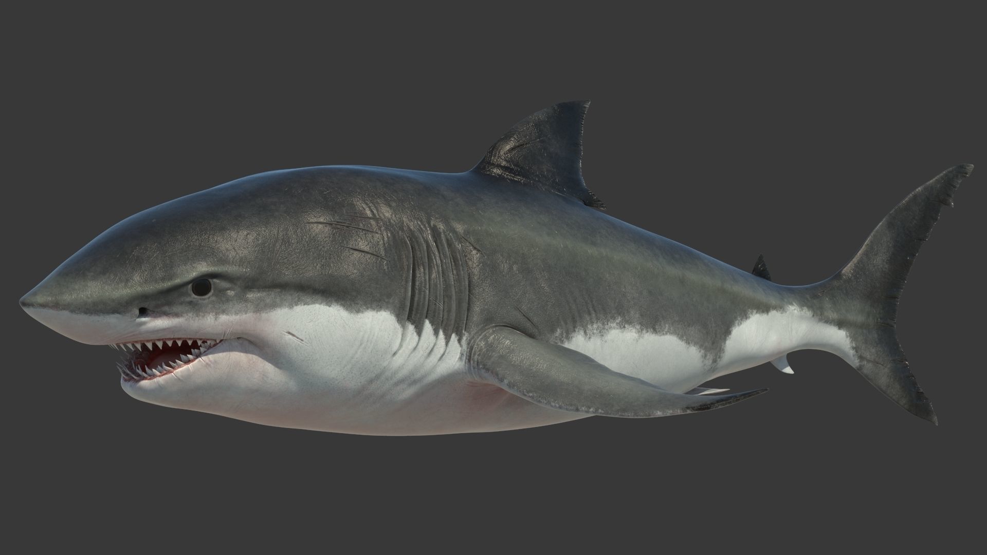 Great Shark White Rigged 3D model_3