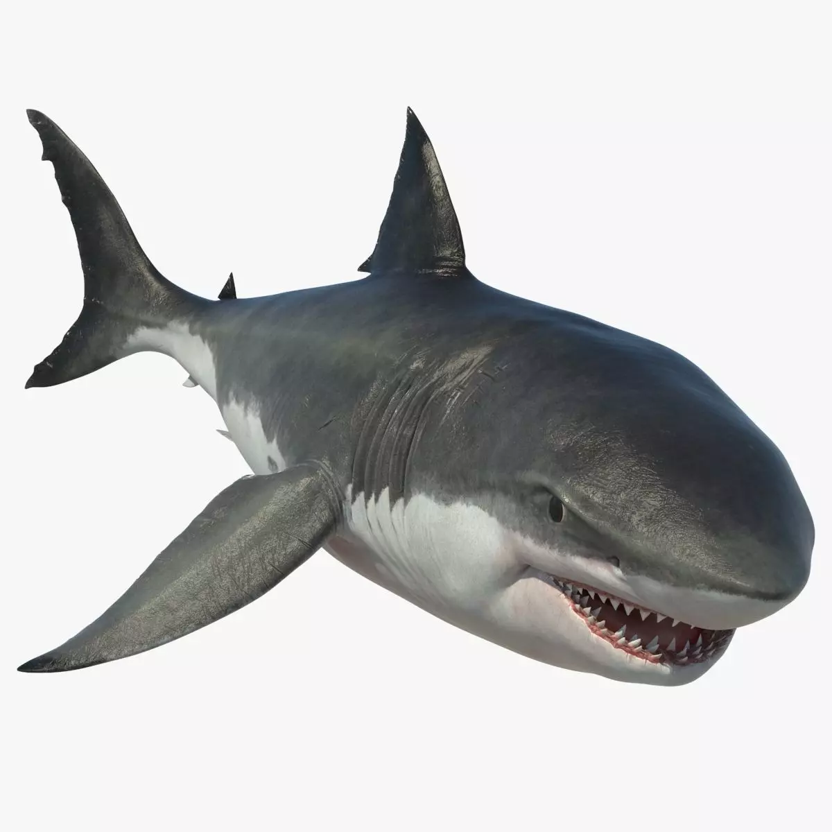 Great Shark White Rigged 3D model_0