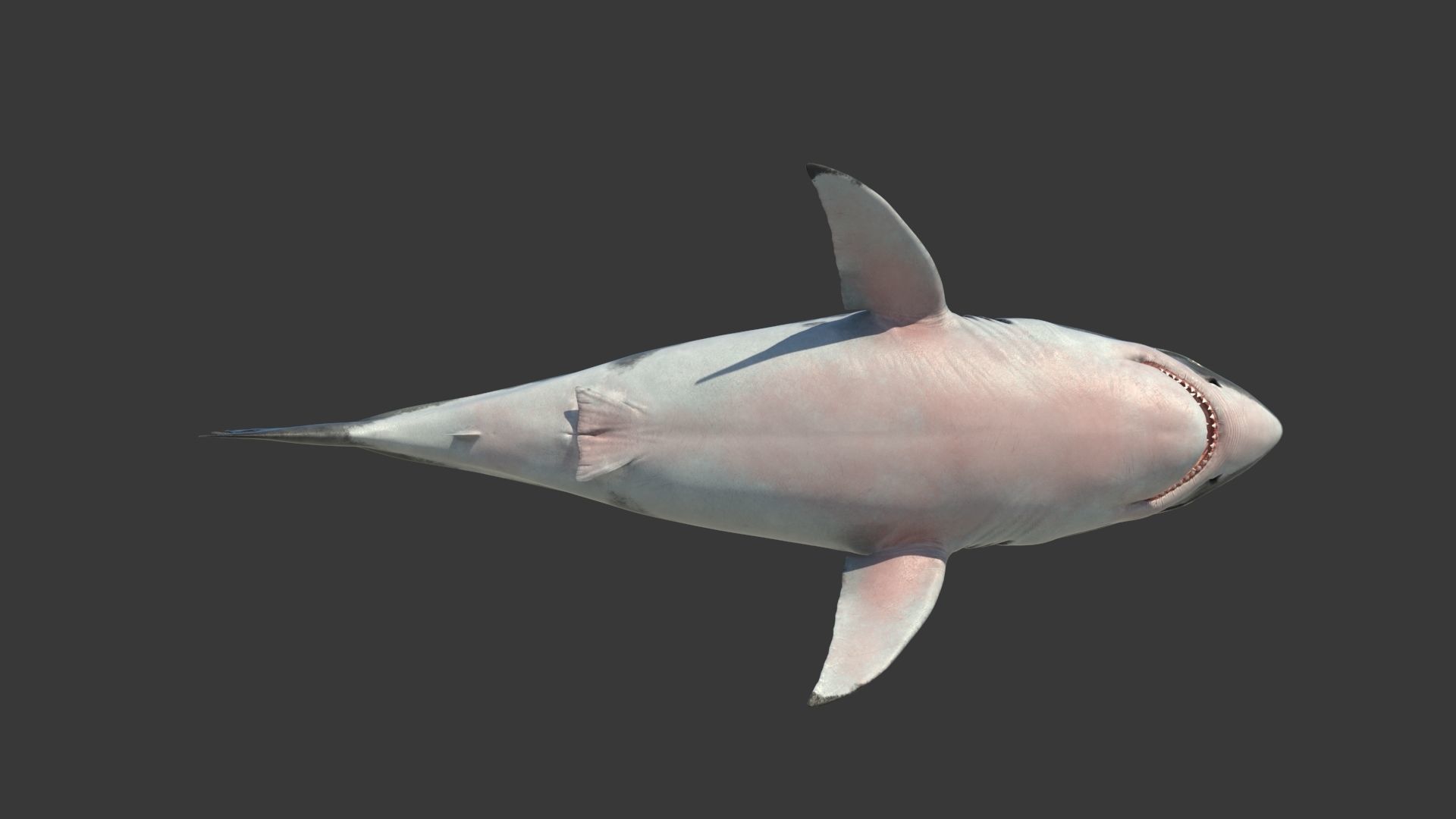 Great Shark White Rigged 3D model_12