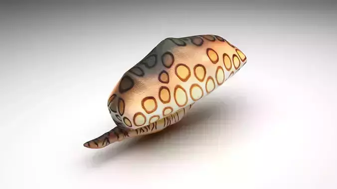 Flamingo Tongue Snail