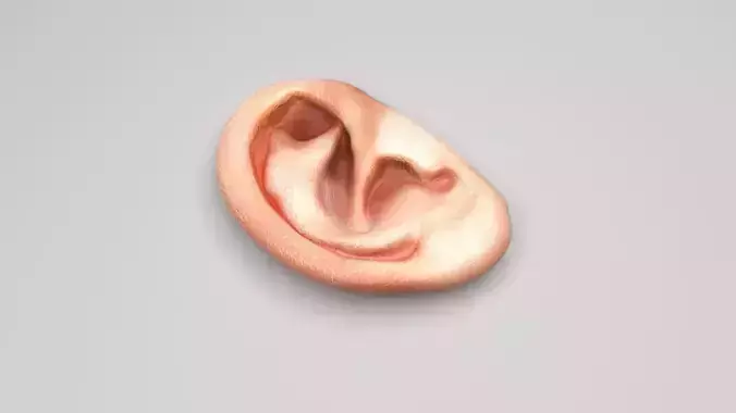 Human Ear 3D model