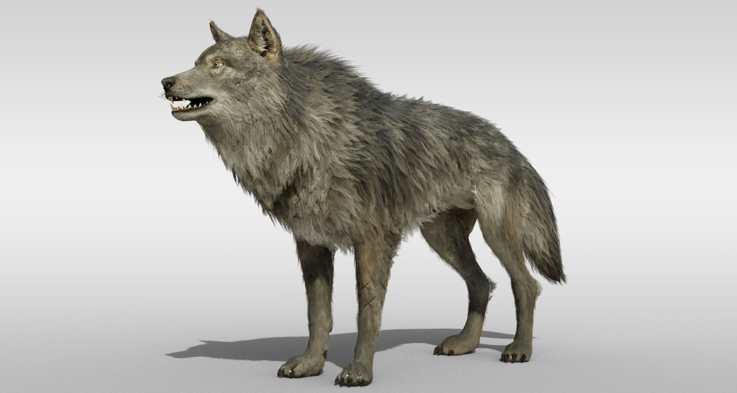 Wolf Realistic with fur and Rigged Low-poly 3D model_1