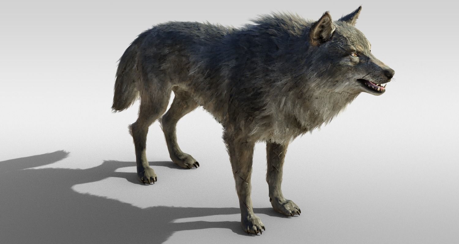 Wolf Realistic with fur and Rigged Low-poly 3D model_5