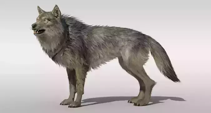 Wolf Realistic with fur and Rigged Low-poly 3D model