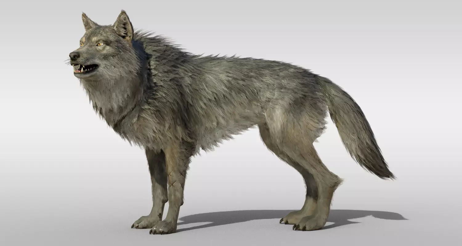 Wolf Realistic with fur and Rigged Low-poly 3D model_0