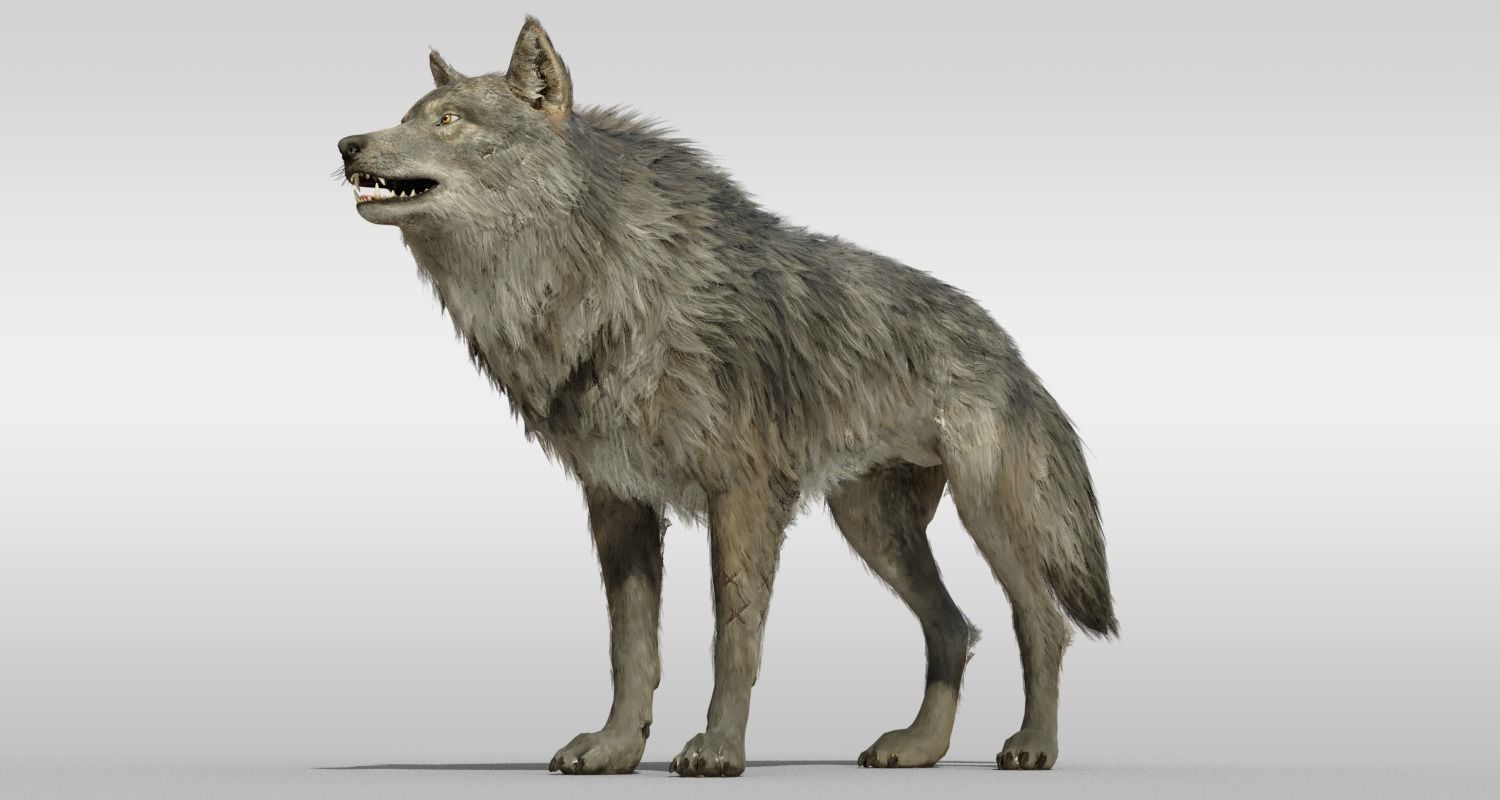 Wolf Realistic with fur and Rigged Low-poly 3D model_4