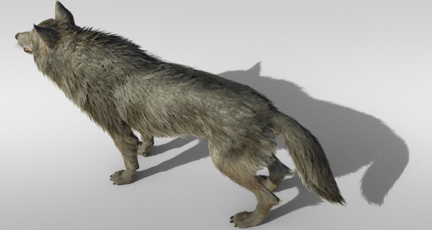 Wolf Realistic with fur and Rigged Low-poly 3D model_3