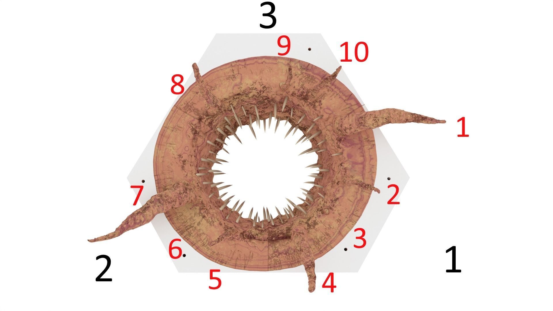 Sarlacc Pit playset 1-18 scale for 3-75 inch figures 3D print model_24