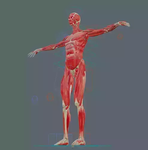 Human Male Muscular and Skeleton System Blender Rigged 3D model