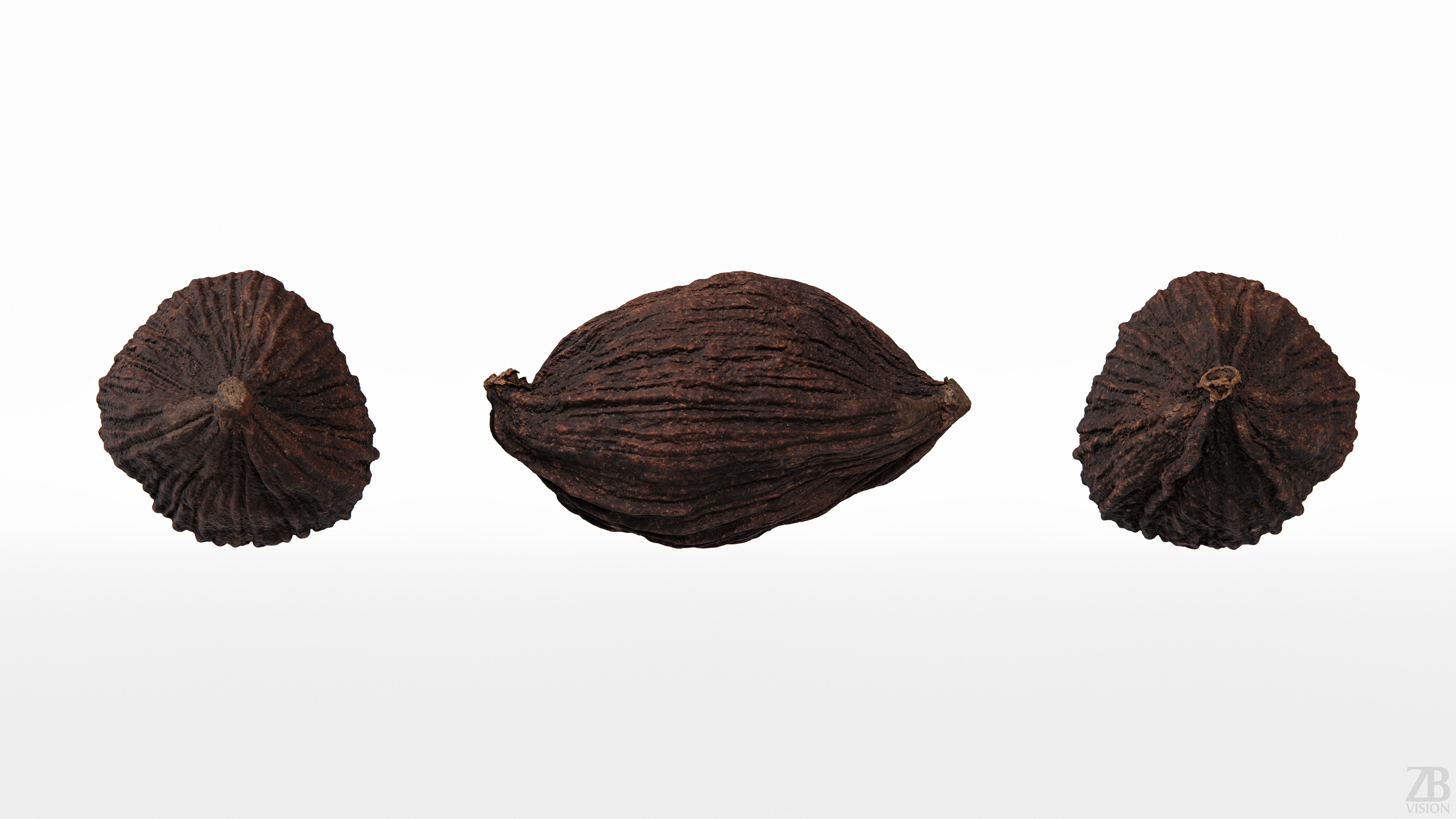 Cardamon 3D model_4