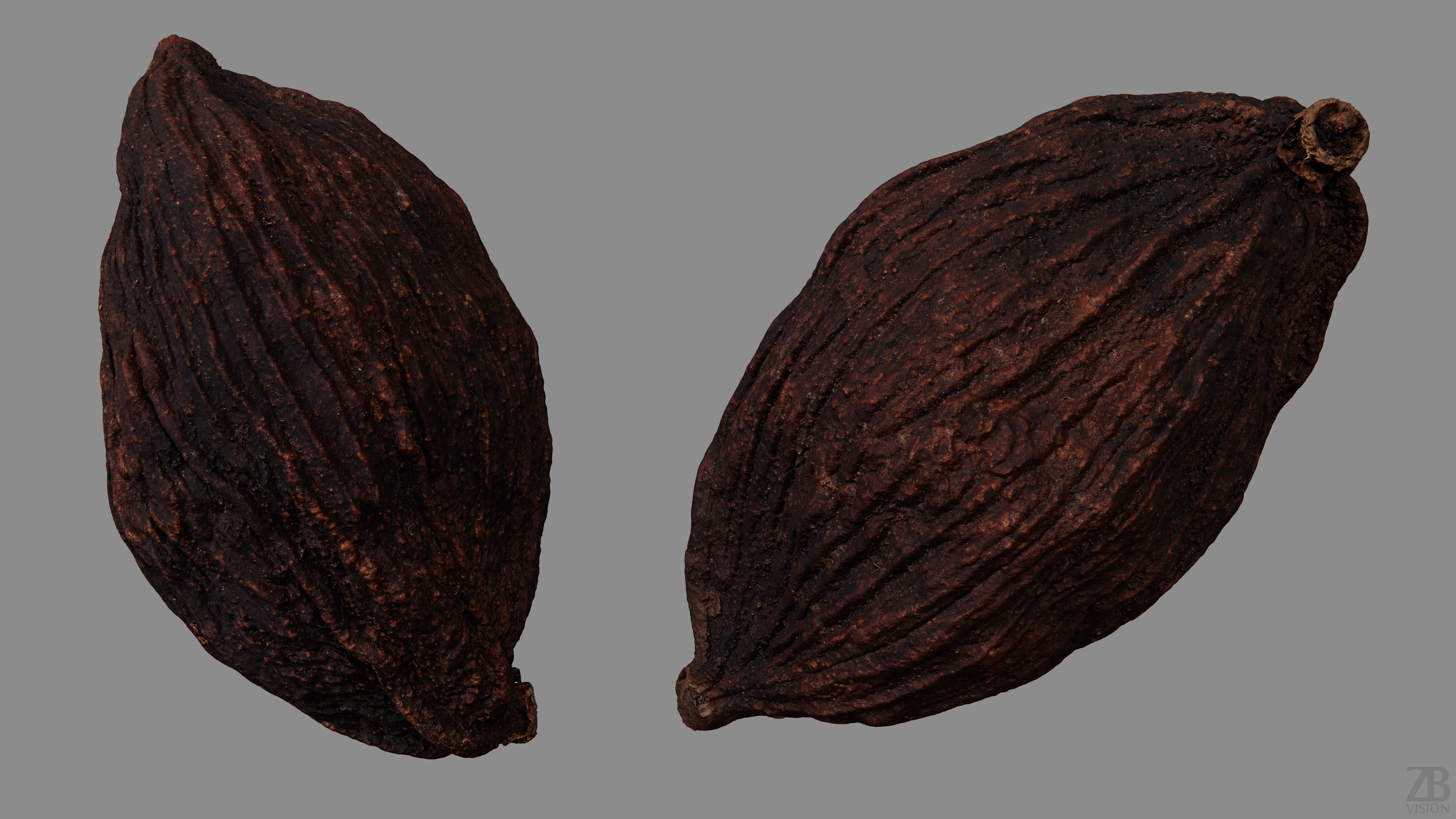 Cardamon 3D model_9