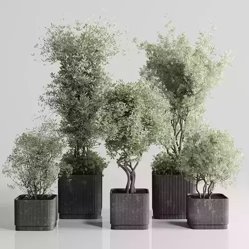 Indoor plant set 332 plant tree vase dirty concrete