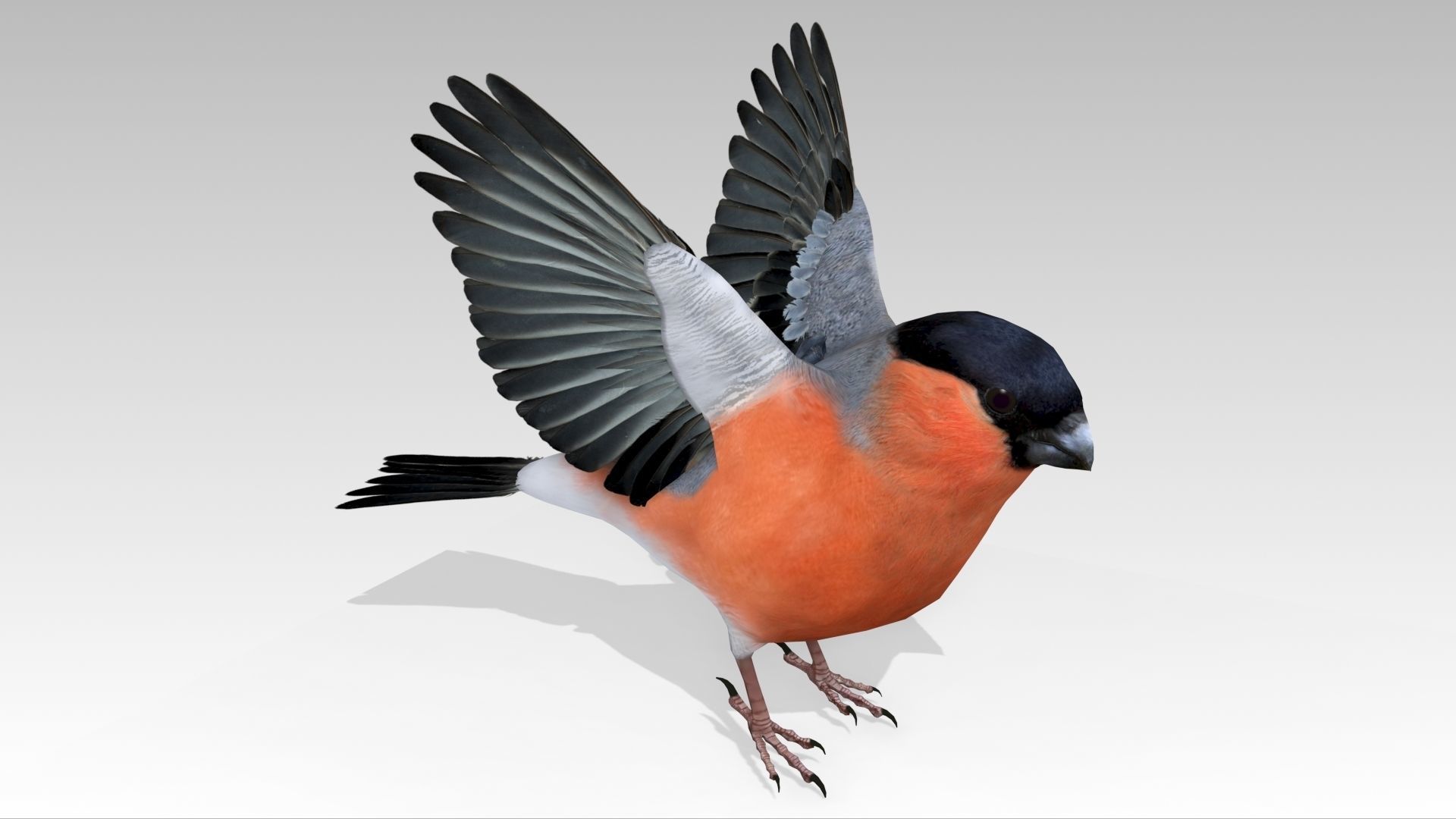 Bullfinch bird Low-poly 3D model_7