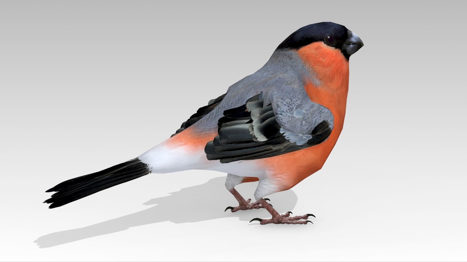 Bullfinch bird Low-poly 3D model_2