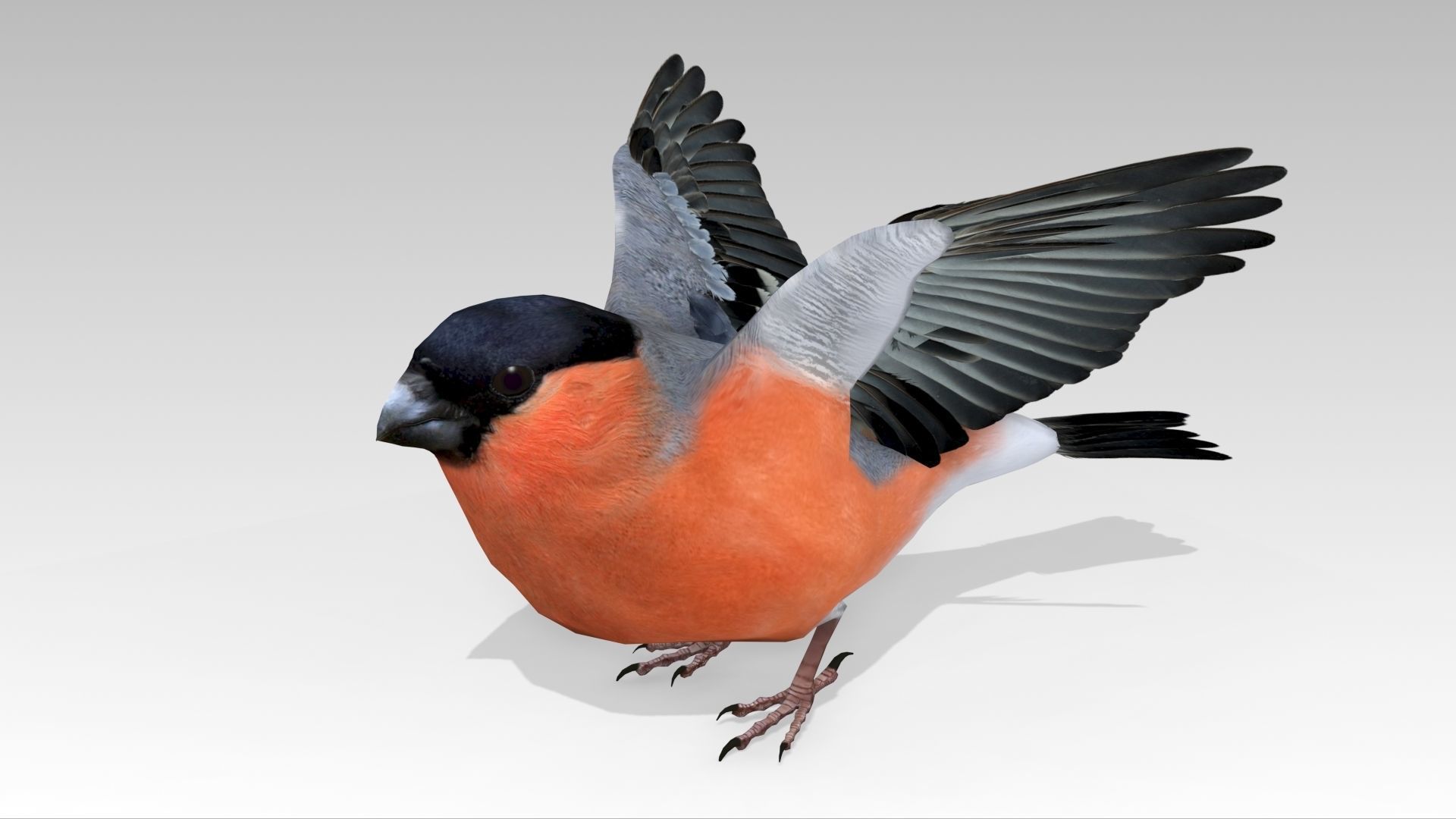 Bullfinch bird Low-poly 3D model_9