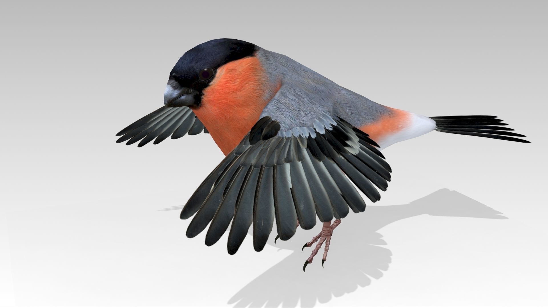Bullfinch bird Low-poly 3D model_8