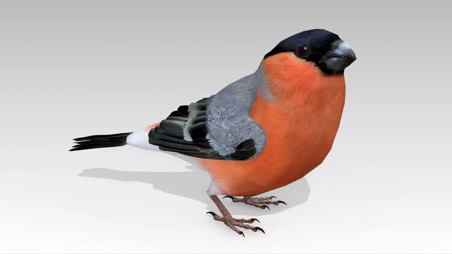 Bullfinch bird Low-poly 3D model_0