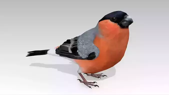 Bullfinch bird Low-poly 3D model