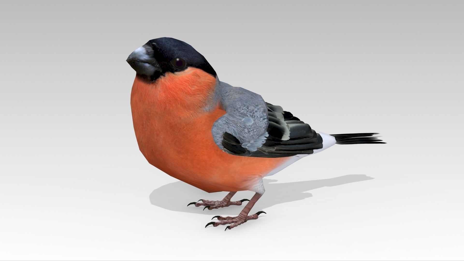 Bullfinch bird Low-poly 3D model_3