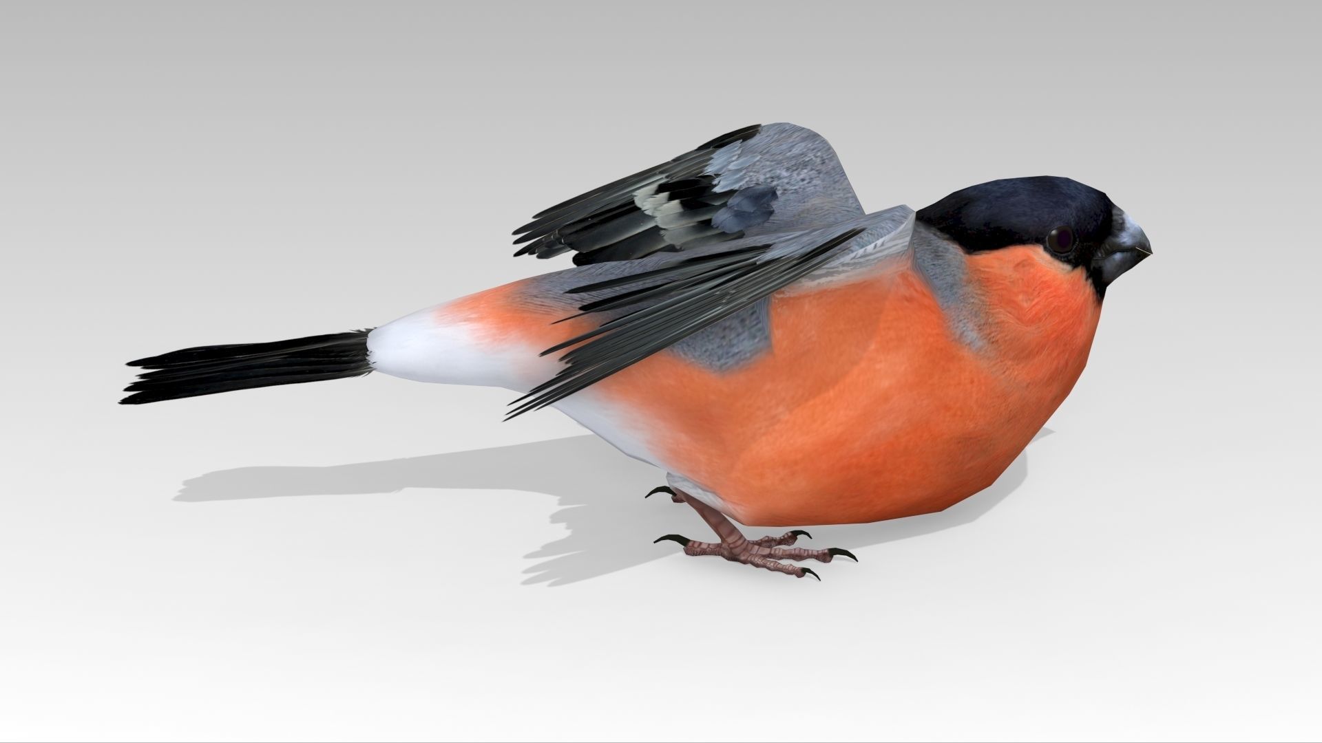 Bullfinch bird Low-poly 3D model_5