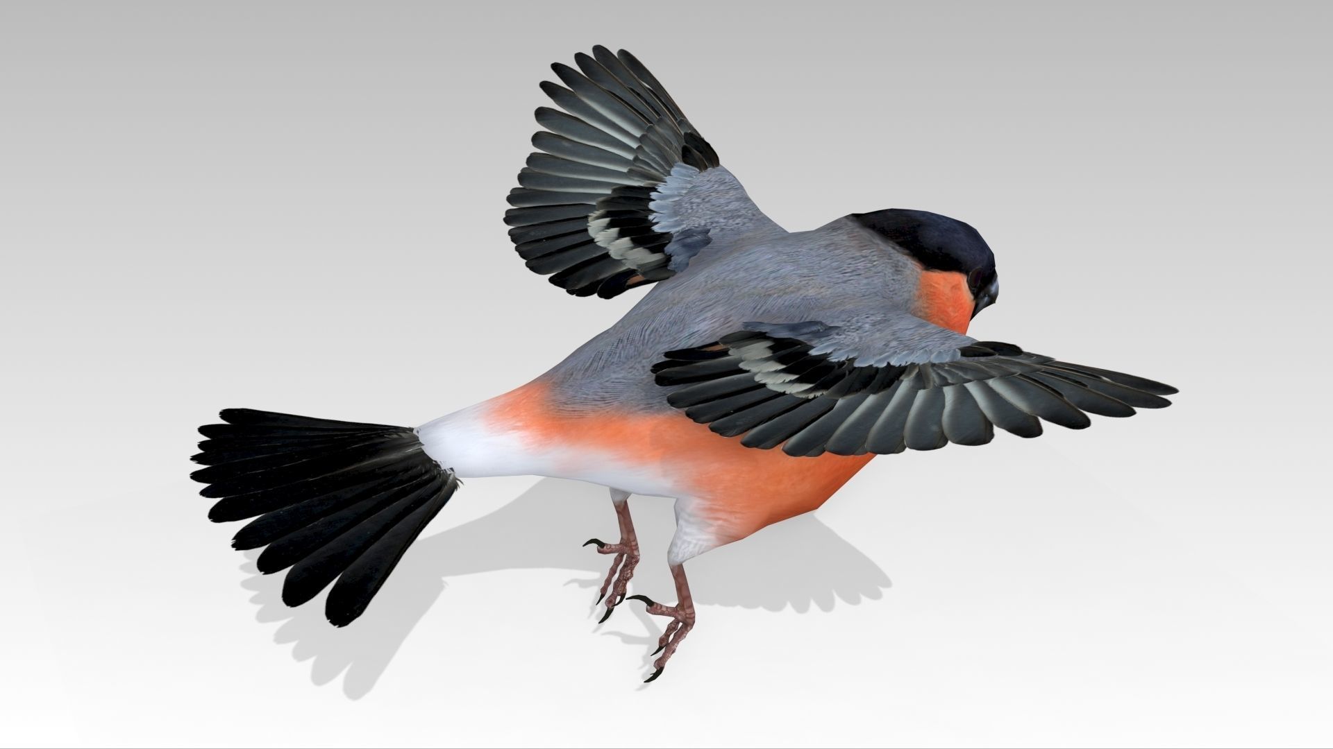 Bullfinch bird Low-poly 3D model_6
