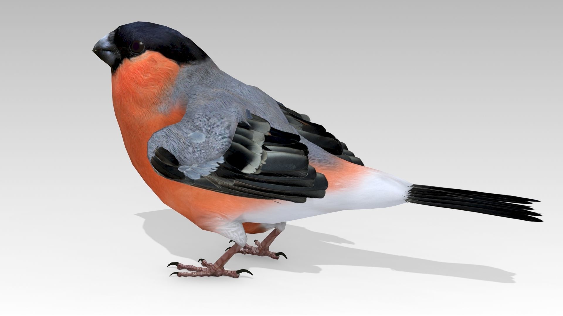Bullfinch bird Low-poly 3D model_4