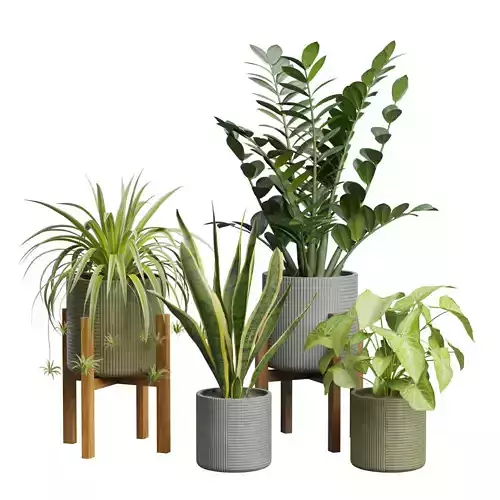 Indoor Plants Pack 36 3D model