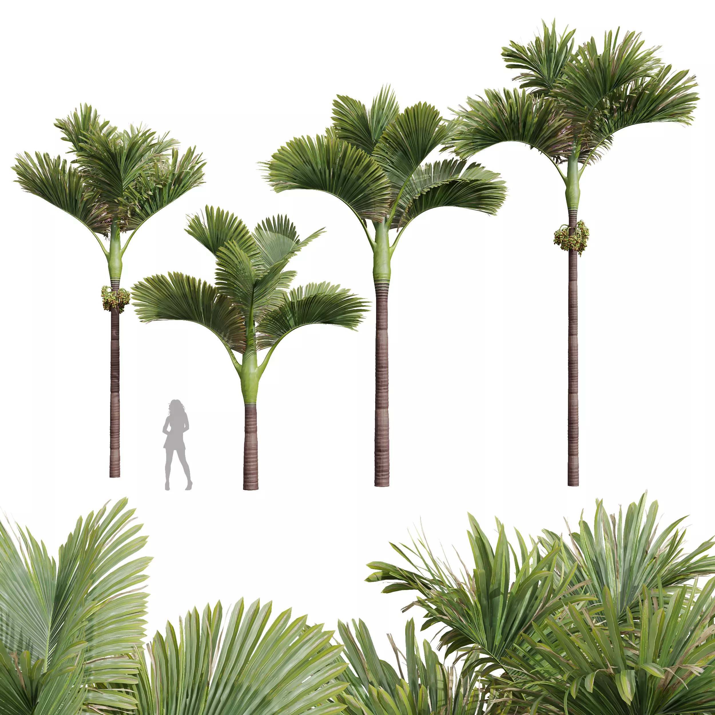 New Plant Areca Catechu Decorative Garden Fruit 3D model