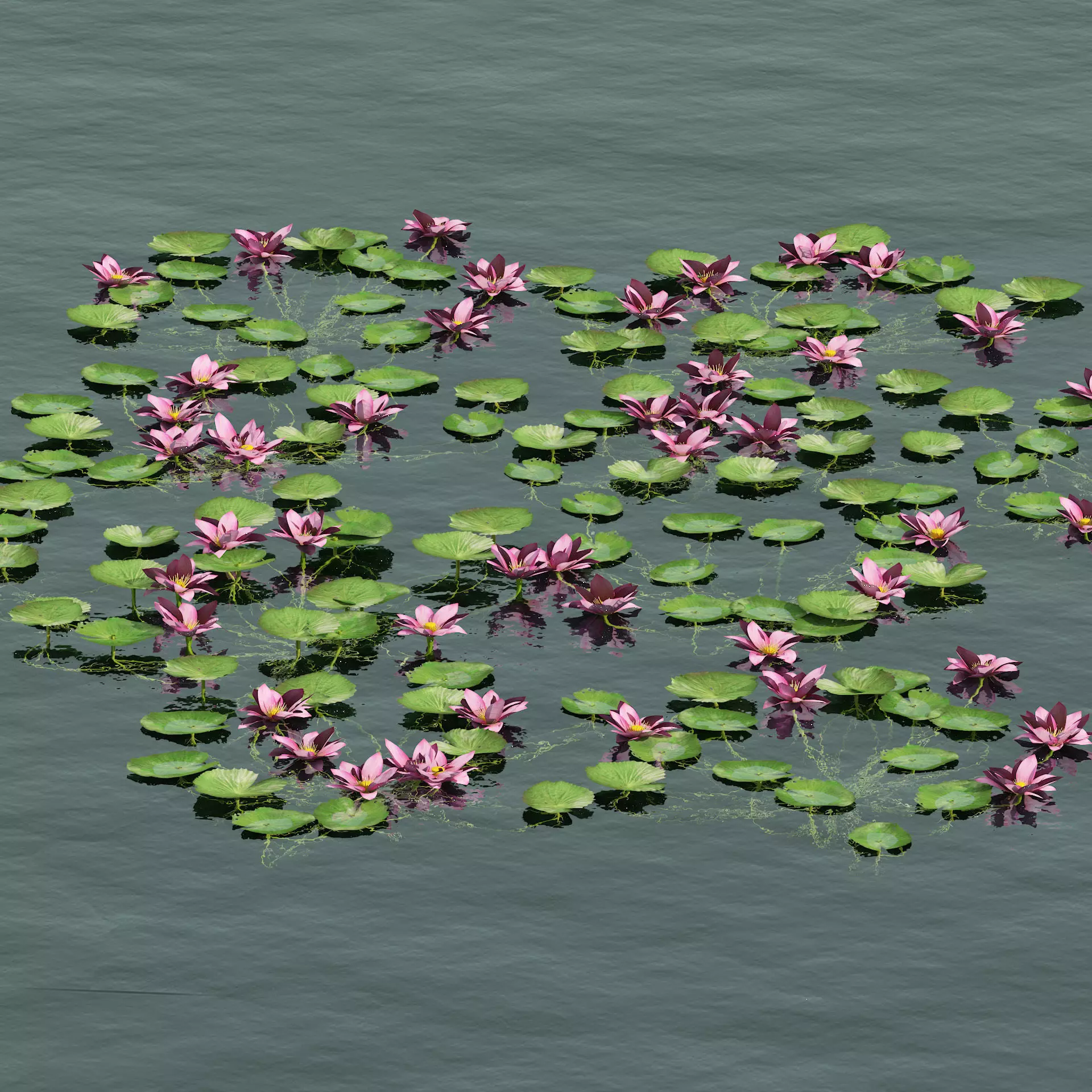 aquatic lotus flower 3D model