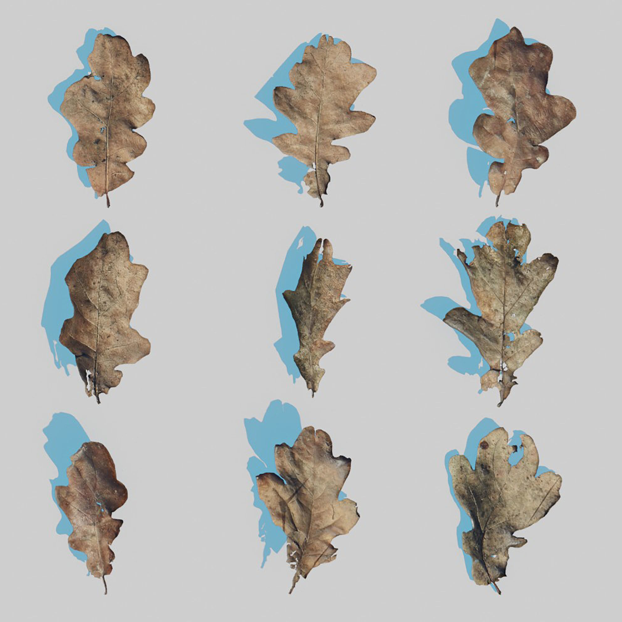 Dry Plants Pack 3D model_33