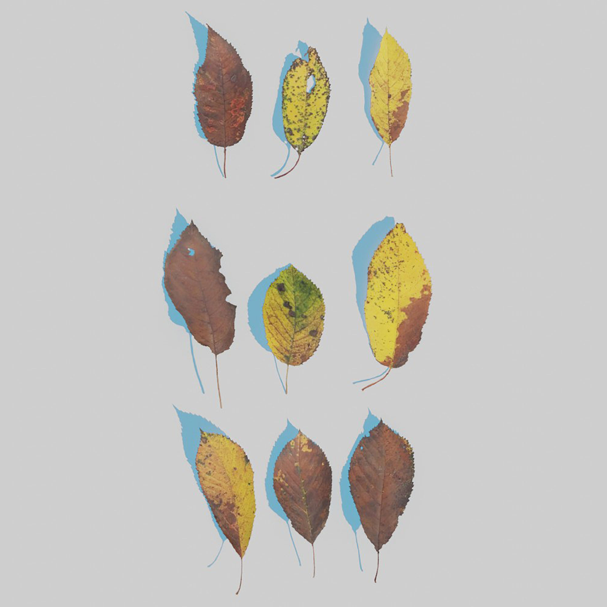 Dry Plants Pack 3D model_43