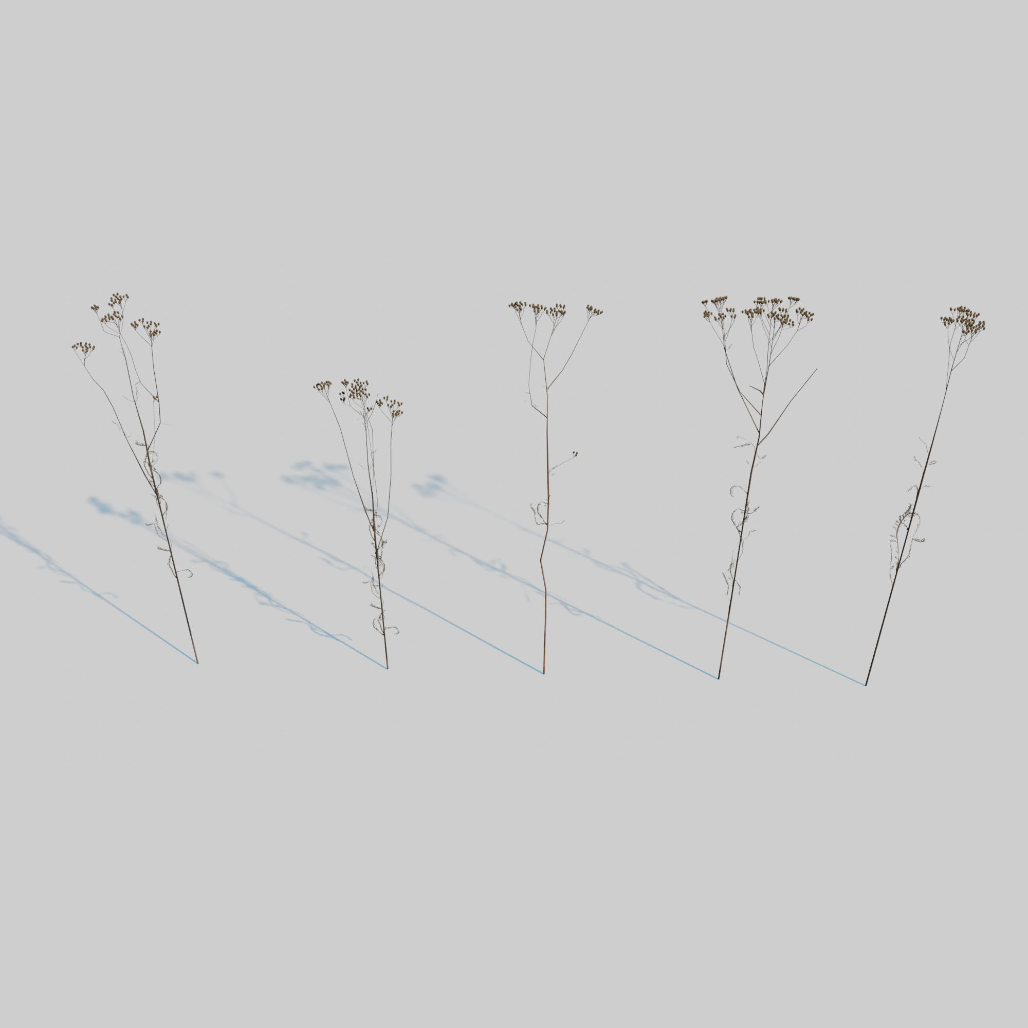 Dry Plants Pack 3D model_13