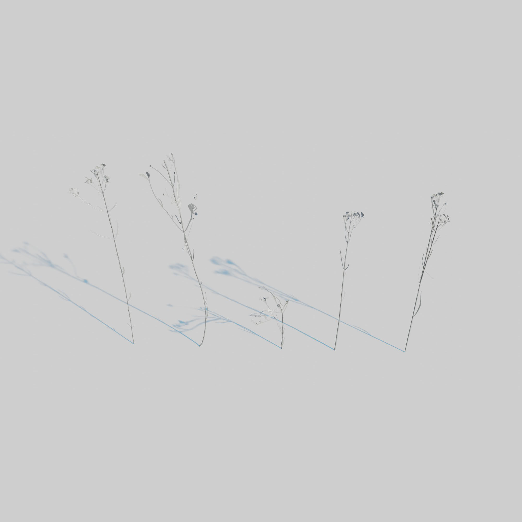 Dry Plants Pack 3D model_12