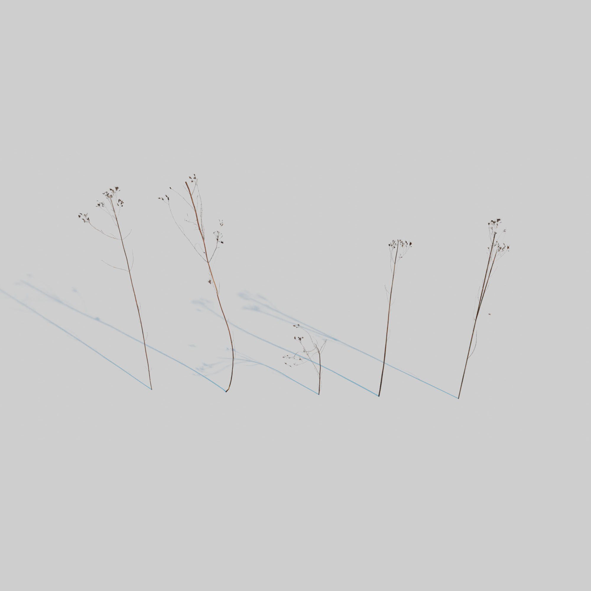 Dry Plants Pack 3D model_11