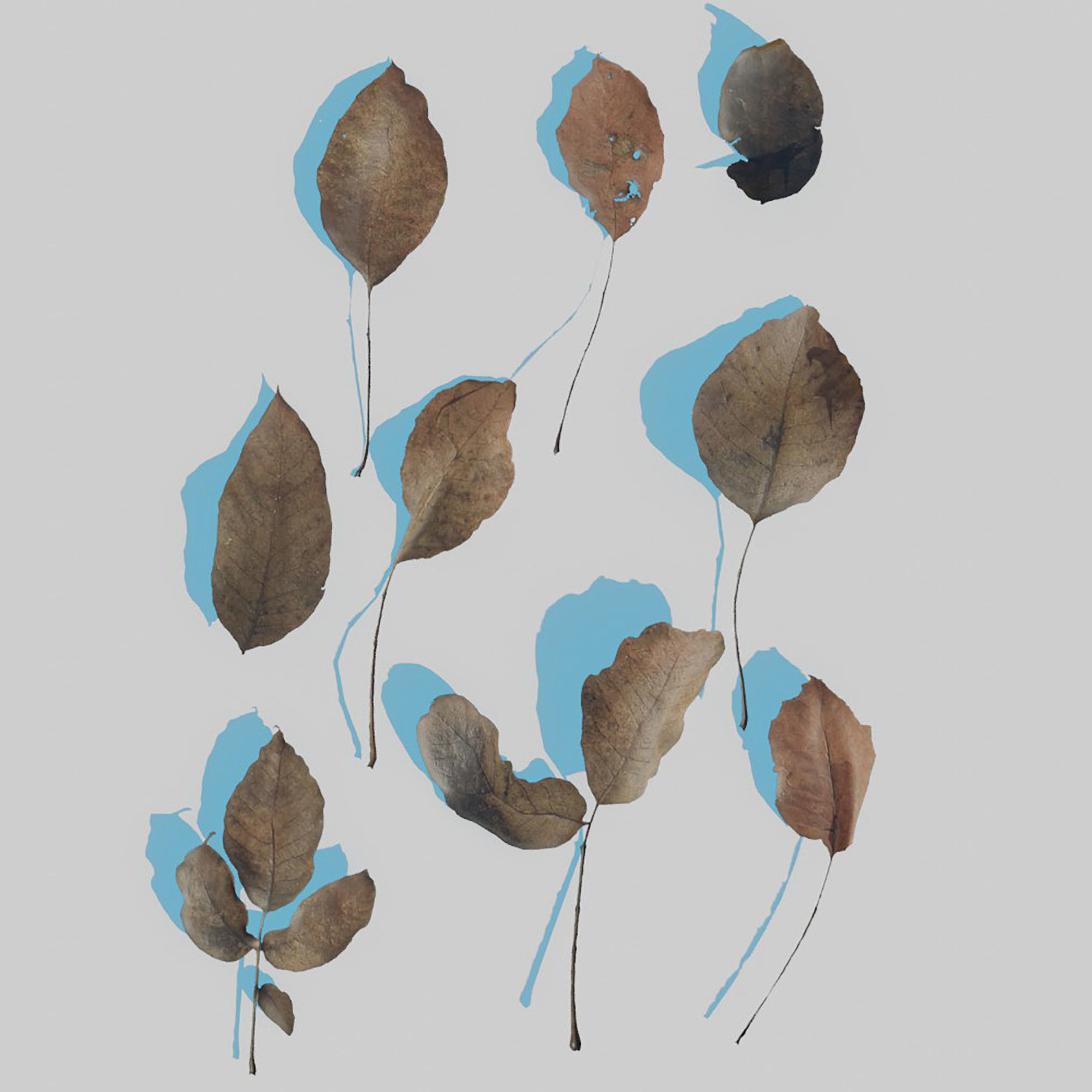 Dry Plants Pack 3D model_39