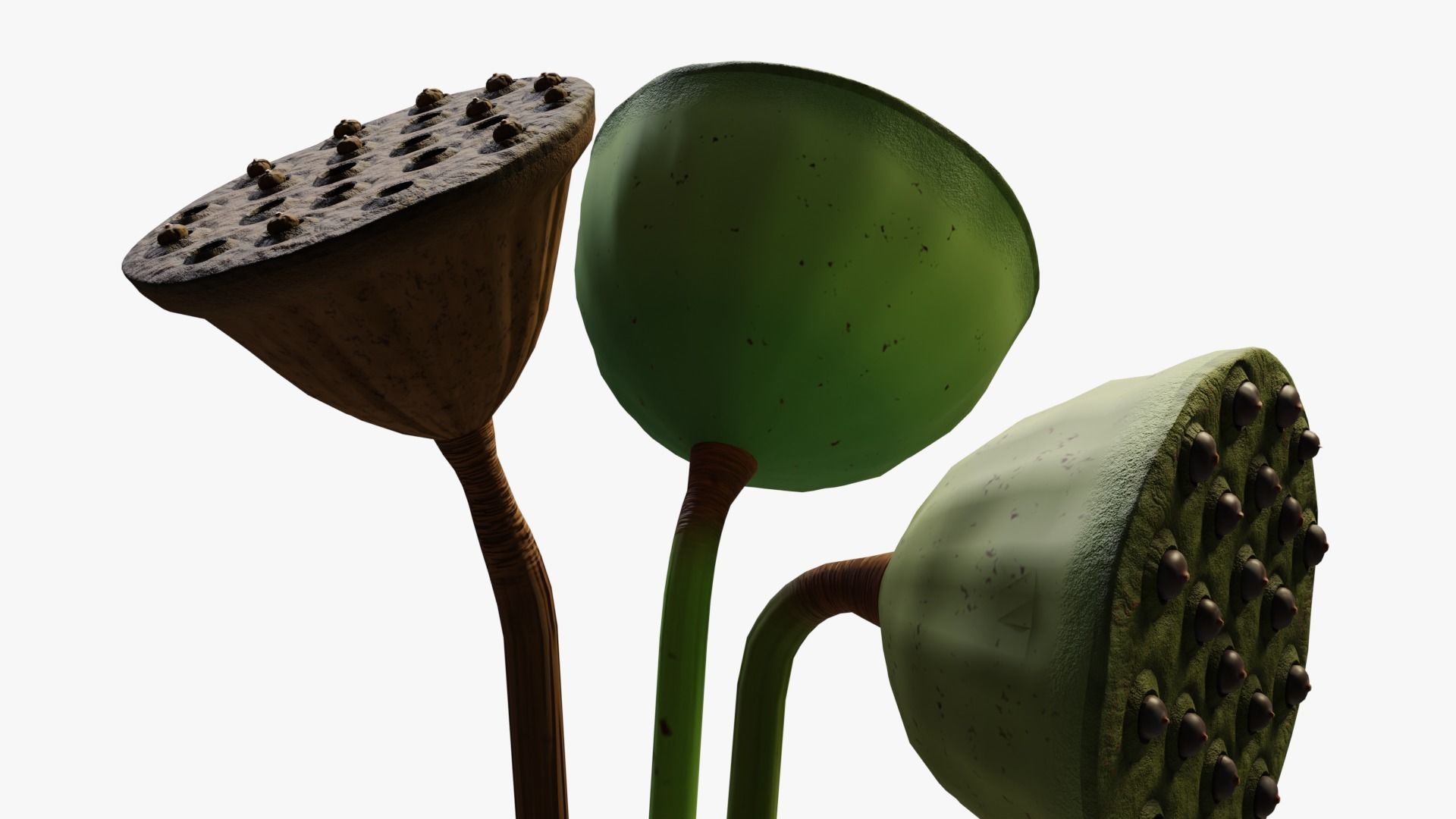 Lotus seed pods 3D model_7