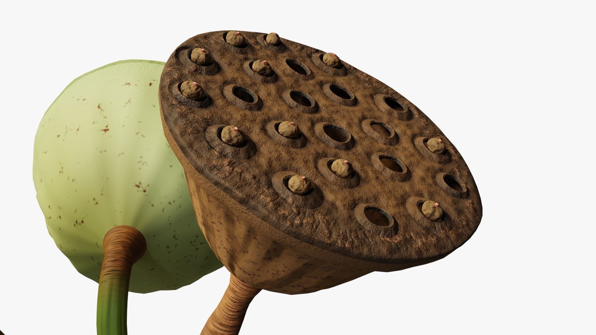 Lotus seed pods 3D model_3
