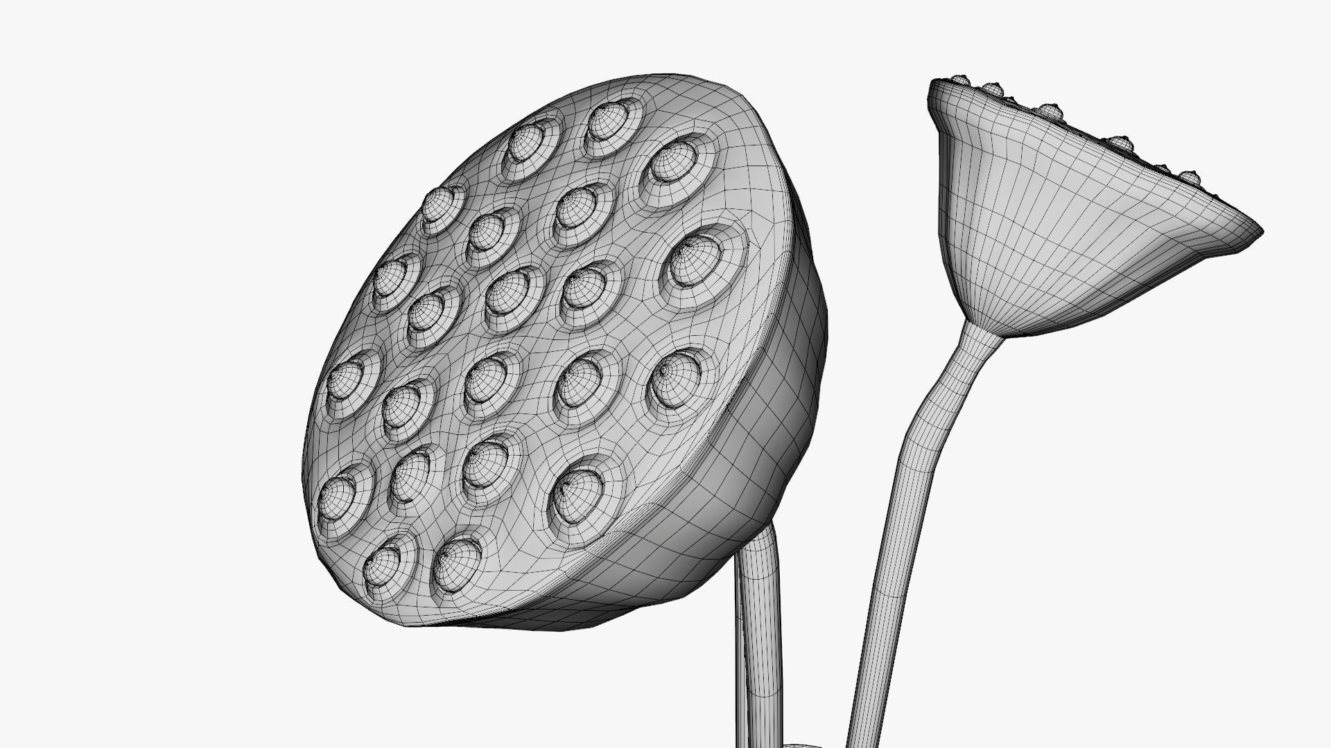 Lotus seed pods 3D model_15