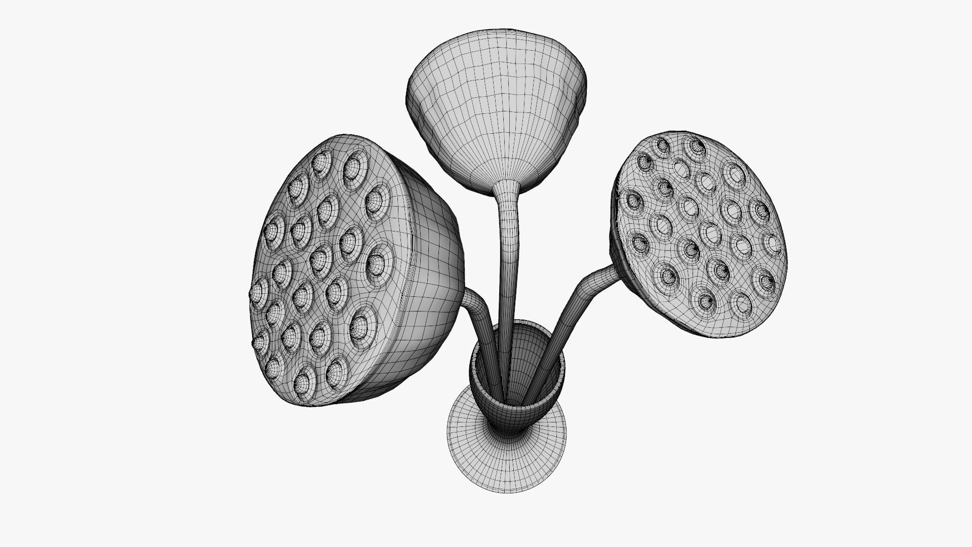 Lotus seed pods 3D model_14