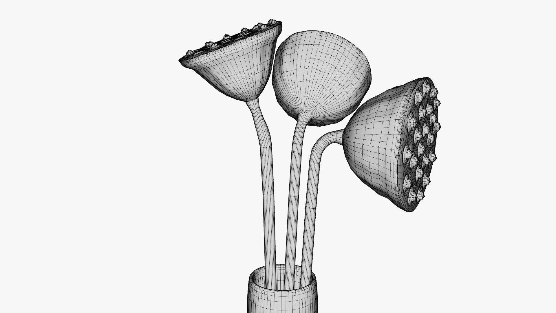 Lotus seed pods 3D model_16