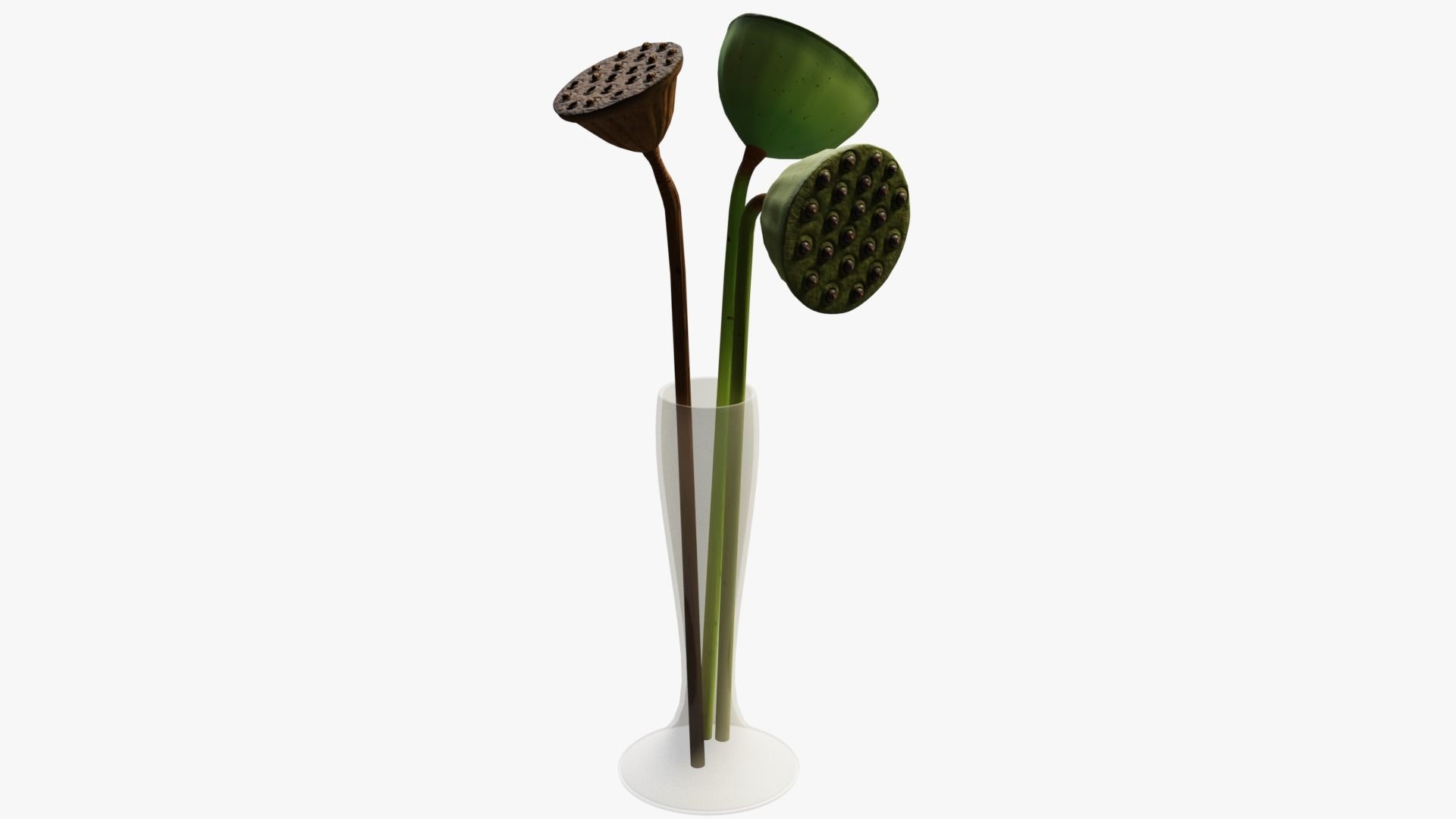 Lotus seed pods 3D model_6