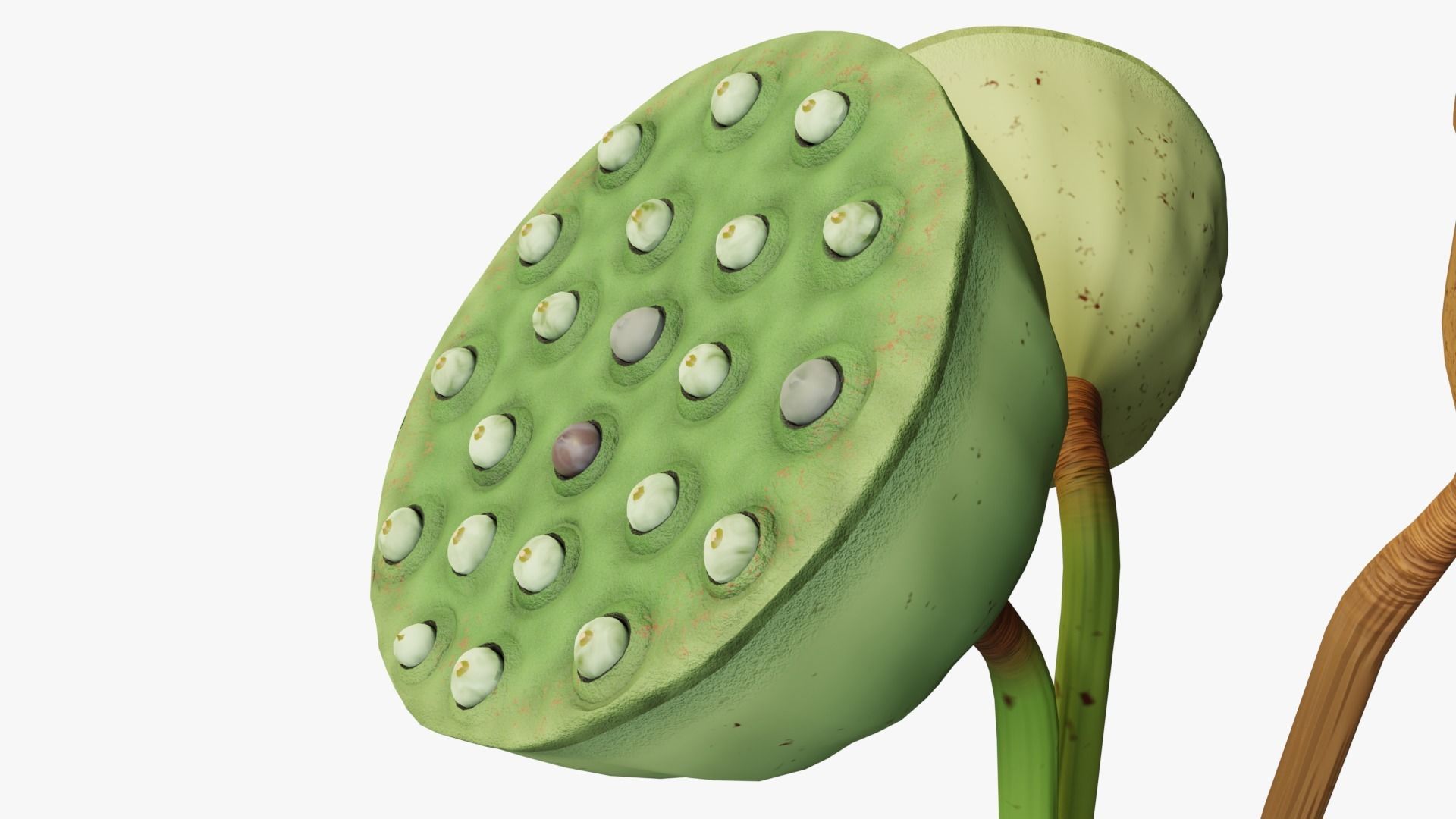 Lotus seed pods 3D model_2